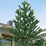 Чилийски бор (Araucaria Araucana)
