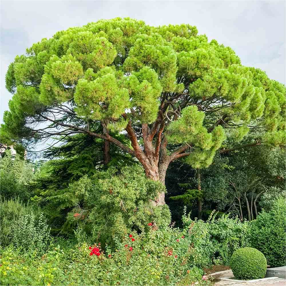 Pin Clasic Gresesc (Pinus Pinea) - VERDENA-Tulpina de 100 cm inaltime, livrat in ghiveci de 8 l