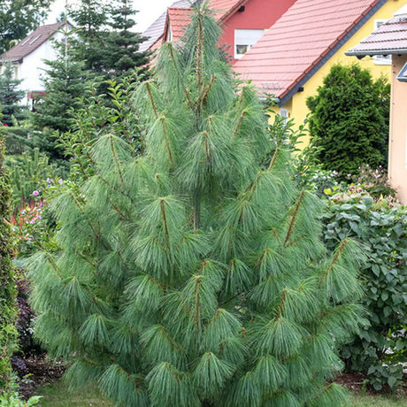Хималайски бор (Pinus Wallichiana), с меки зелени и дълги игли