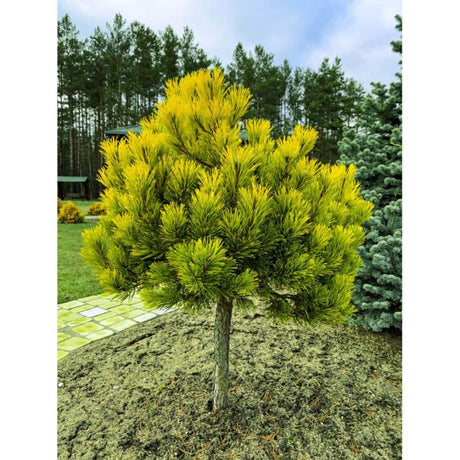 Pin de Munte auriu (Jneapan) Winter Gold - Tip copac
