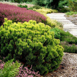Pin de Munte (Jneapan) Carstens Wintergold