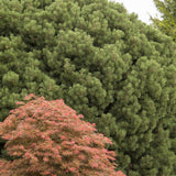 Pin de Munte (Jneapan) Mops, cu ace verzi si forma compacta