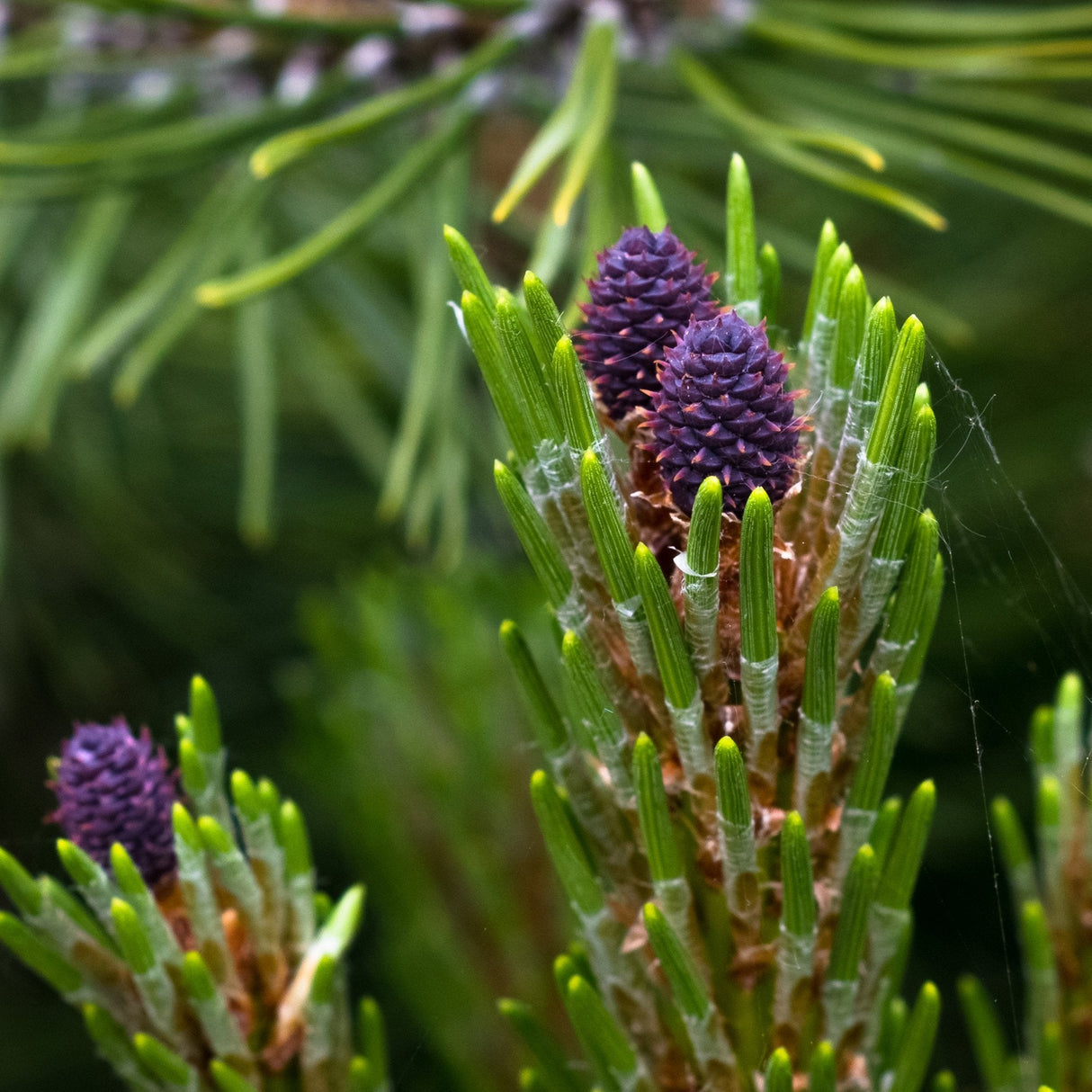 Джуджето планински бор (Pinus mugo Mughus), компактен, подходящ за алпинеуми и скални градини
