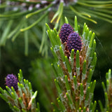 Джуджето планински бор (Pinus mugo Mughus), компактен, подходящ за алпинеуми и скални градини