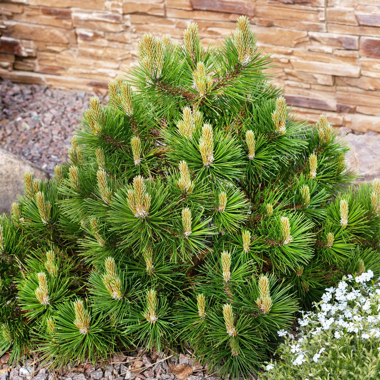 Джуджето планински бор (Pinus mugo Mughus), компактен, подходящ за алпинеуми и скални градини