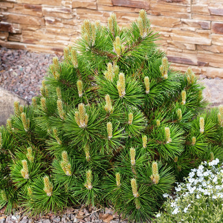 Джуджето планински бор (Pinus mugo Mughus), компактен, подходящ за алпинеуми и скални градини