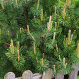 Джуджето планински бор (Pinus mugo Mughus), компактен, подходящ за алпинеуми и скални градини