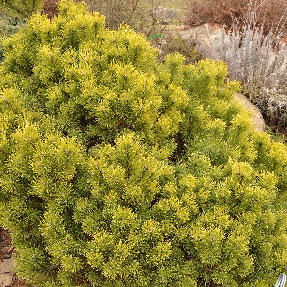 Планински бор джудже (Pinus mugo) Ophir, със златисти игли и компактен растеж