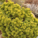 Планински бор джудже (Pinus mugo) Ophir, със златисти игли и компактен растеж