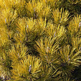 Pin de Munte (Jneapan) Ophir, cu ace aurii