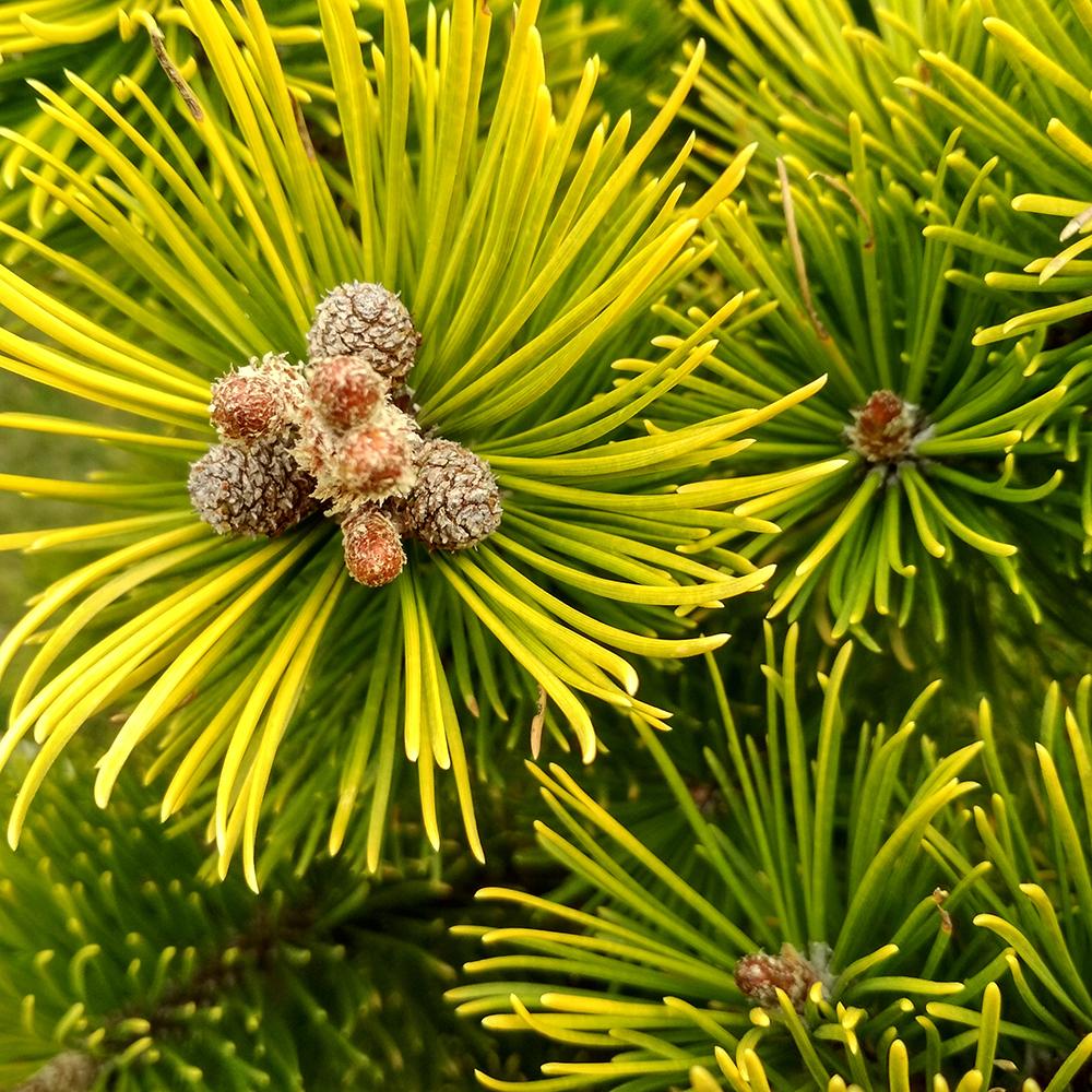 Джудже планински бор (Pinus mugo) Winter Gold, със златисти иглички през зимата