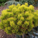 Джудже планински бор (Pinus mugo) Winter Gold, със златисти иглички през зимата