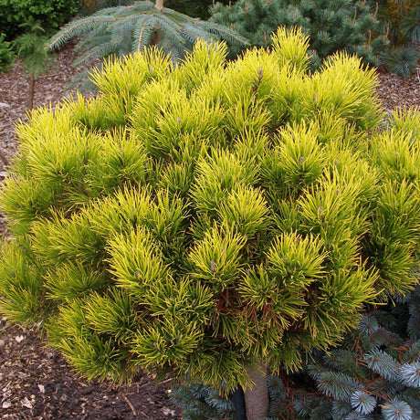 Джудже планински бор (Pinus mugo) Winter Gold, със златисти иглички през зимата
