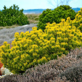 Джудже планински бор (Pinus mugo) Winter Gold, със златисти иглички през зимата