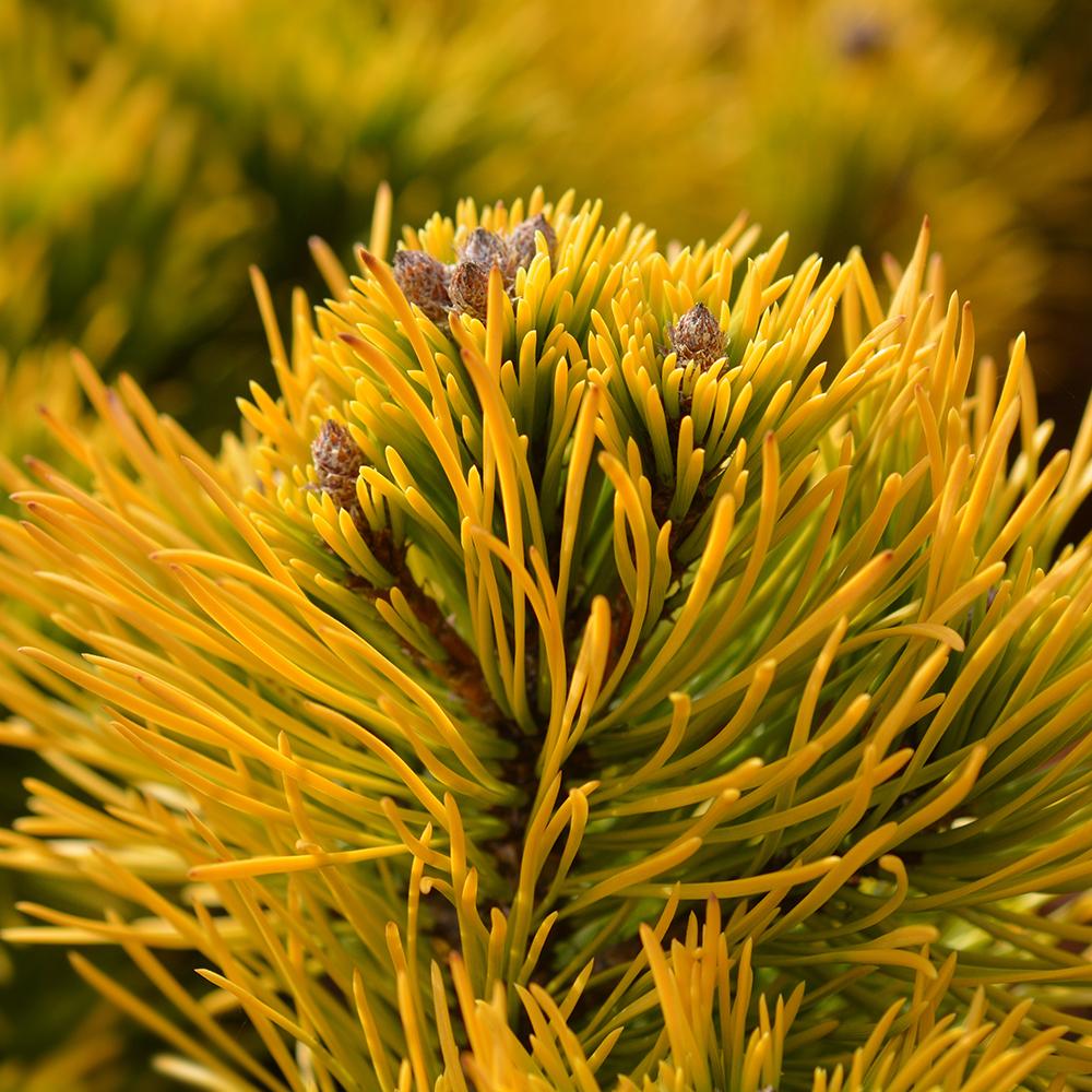 Джудже планински бор (Pinus mugo) Winter Gold, със златисти иглички през зимата