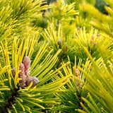 Джудже планински бор (Pinus mugo) Winter Gold, със златисти иглички през зимата