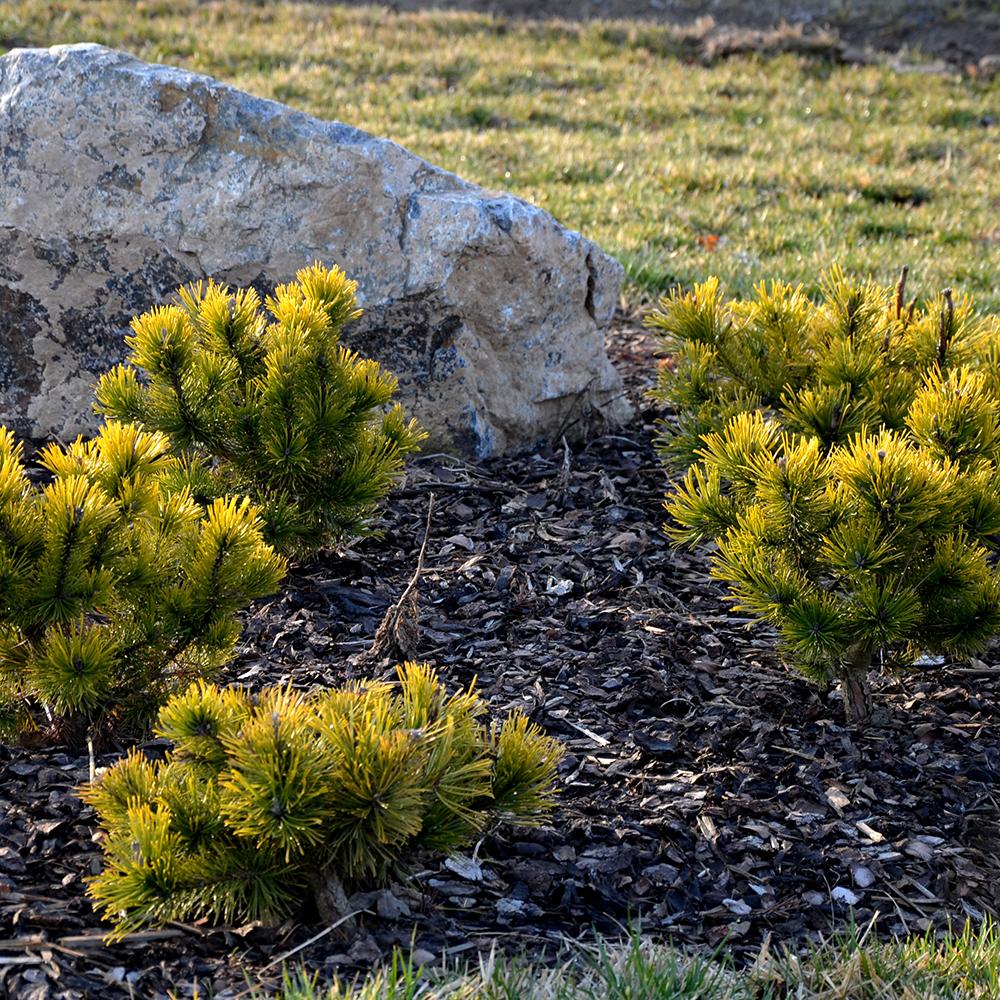 Джудже планински бор (Pinus mugo) Winter Gold, със златисти иглички през зимата
