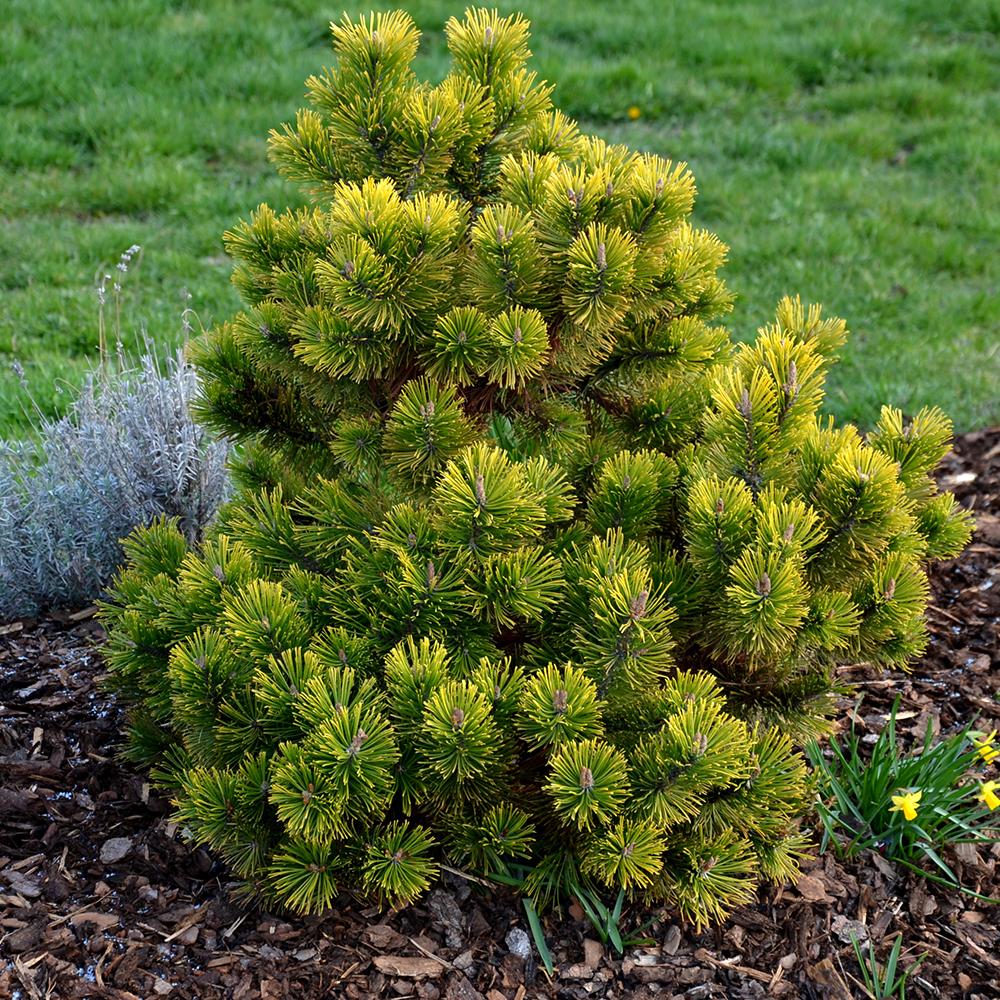 Джудже планински бор (Pinus mugo) Winter Gold, със златисти иглички през зимата