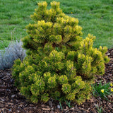 Джудже планински бор (Pinus mugo) Winter Gold, със златисти иглички през зимата