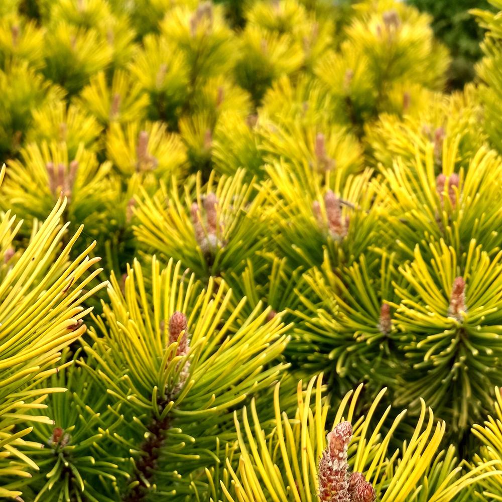 Джудже планински бор (Pinus mugo) Winter Gold, със златисти иглички през зимата