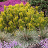 Pin de Munte (Jneapan) Winter Gold, cu ace galbene-auriu