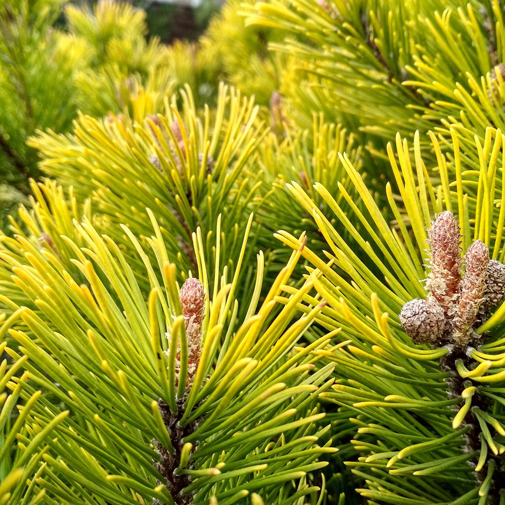 Джудже планински бор (Pinus mugo) Winter Gold, със златисти иглички през зимата