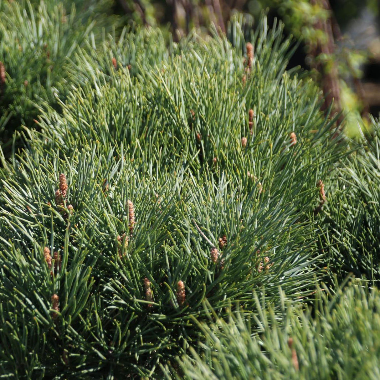 Горски бор Watereri (Pinus Sylvestris Watereri), с формата на чадър