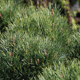 Горски бор Watereri (Pinus Sylvestris Watereri), с формата на чадър