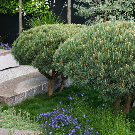 Горски бор Watereri (Pinus Sylvestris Watereri), с формата на чадър