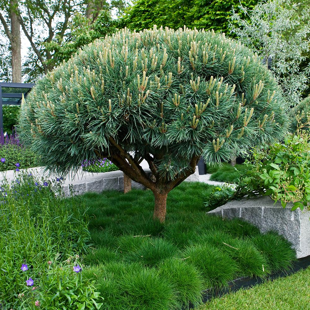 Горски бор Watereri (Pinus Sylvestris Watereri), с формата на чадър