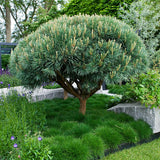Горски бор Watereri (Pinus Sylvestris Watereri), с формата на чадър