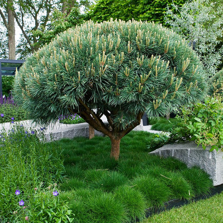 Горски бор Watereri (Pinus Sylvestris Watereri), с формата на чадър