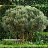 Горски бор Watereri (Pinus Sylvestris Watereri), с формата на чадър