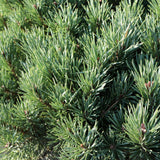 Pin de Padure Watereri Copac (Pinus Sylvestris Watereri), cu forma de umbrela