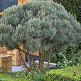 Горски бор Watereri (Pinus Sylvestris Watereri), с формата на чадър
