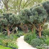 Горски бор Watereri (Pinus Sylvestris Watereri), с формата на чадър