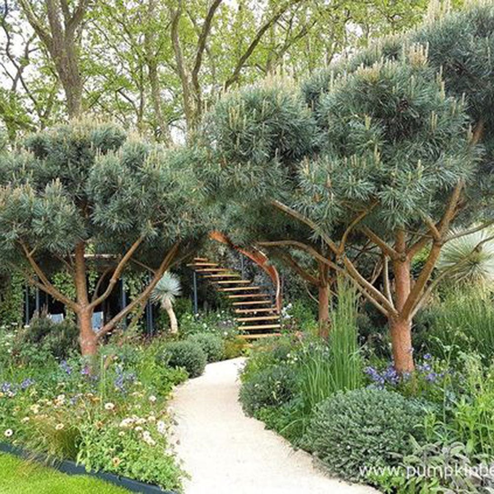 Pin de Padure Watereri Copac (Pinus Sylvestris Watereri), cu forma de umbrela