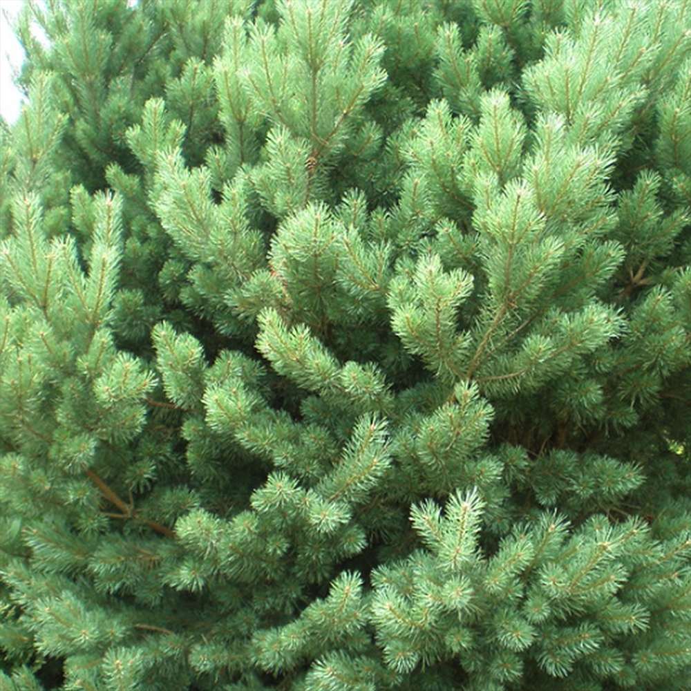 Pin de Padure Watereri Tip Tufa (Pinus Sylvestris Watereri), cu ace verzi-albastrui si forma sferica