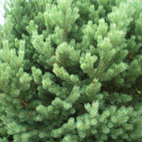 Pin de Padure Watereri Tip Tufa (Pinus Sylvestris Watereri), cu ace verzi-albastrui si forma sferica