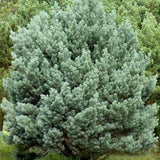 Pin de Padure Watereri Tip Tufa (Pinus Sylvestris Watereri), cu ace verzi-albastrui si forma sferica