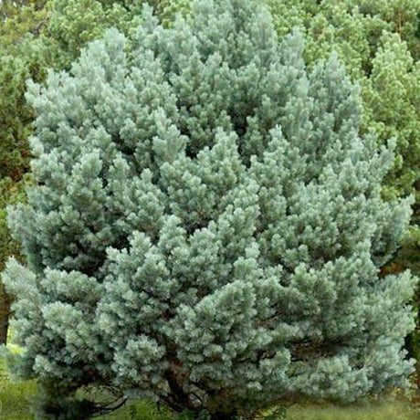 Pin de Padure Watereri Tip Tufa (Pinus Sylvestris Watereri), cu ace verzi-albastrui si forma sferica