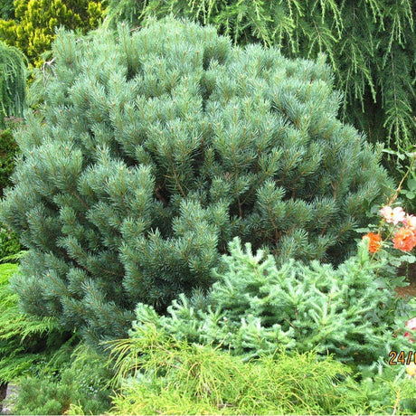 Pin de Padure Watereri Tip Tufa (Pinus Sylvestris Watereri), cu ace verzi-albastrui si forma sferica