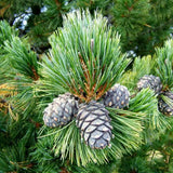 Pin Elvetian Albastru (Pinus Cembra Glauca), cu ace argintii si conuri purpurii - VERDENA - 15 - 20 cm, inaltime, ghiveci de 2 l