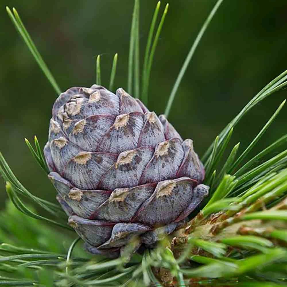 Pin Elvetian Albastru (Pinus Cembra Glauca), cu ace argintii si conuri purpurii - VERDENA - 15 - 20 cm, inaltime, ghiveci de 2 l