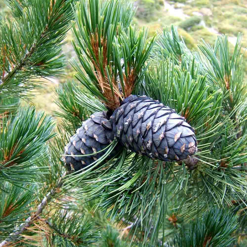 Pin Elvetian Albastru (Pinus Cembra Glauca), cu ace argintii si conuri purpurii - VERDENA - 15 - 20 cm, inaltime, ghiveci de 2 l