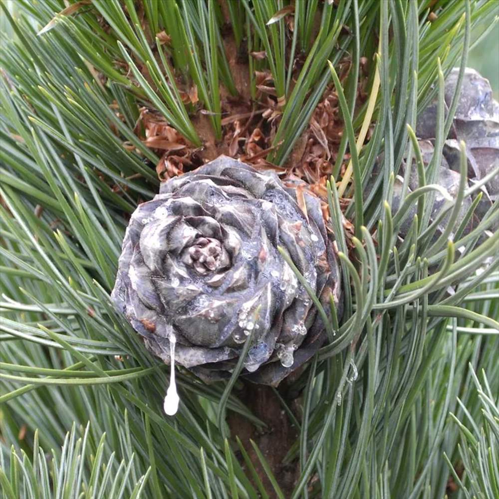 Pin Elvetian Albastru (Pinus Cembra Glauca), cu ace argintii si conuri purpurii - VERDENA - 15 - 20 cm, inaltime, ghiveci de 2 l