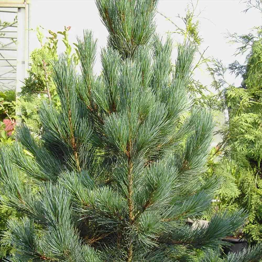 Pin Elvetian Albastru (Pinus Cembra Glauca), cu ace argintii si conuri purpurii - VERDENA - 15 - 20 cm, inaltime, ghiveci de 2 l