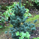 Pin Japonez Albastru (Pinus Parvifolia Glauca), cu ace albastre si forma conica