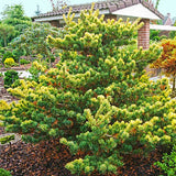 Pin Japonez auriu (Pinus Parvifolia) Fukai, cu ace aurii - verde - VERDENA - 30 - 40 cm inaltime, ghiveci de 5 l