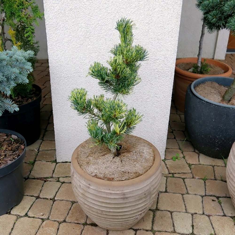 Pin Japonez auriu (Pinus Parvifolia) Fukai, cu ace aurii - verde - VERDENA - 30 - 40 cm inaltime, ghiveci de 5 l